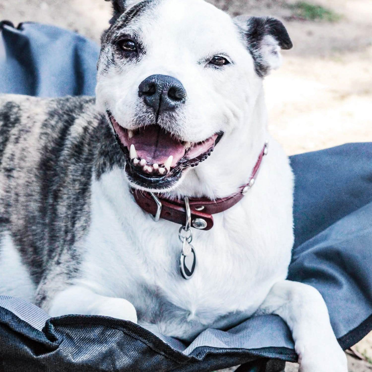 Elevated Camping Pet Bed Medium